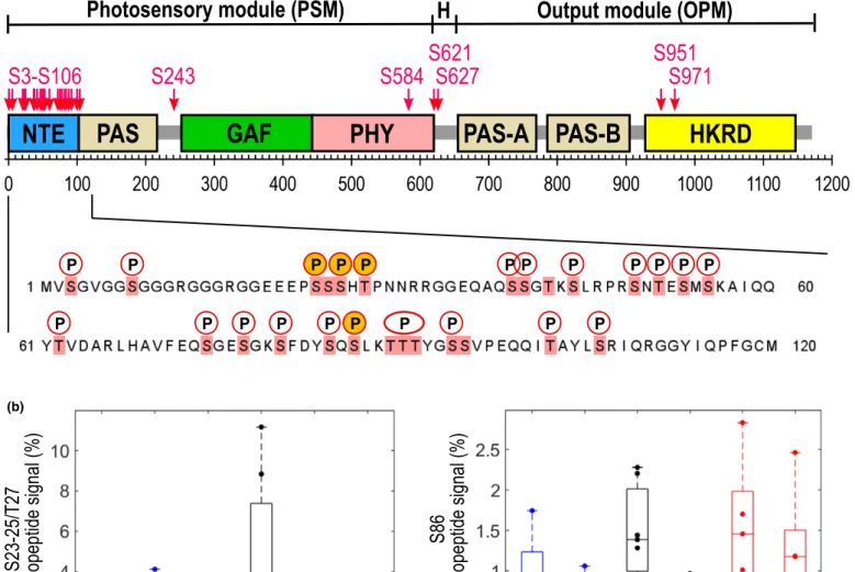 Fig. 1 Identification of phosphorylation sites on Arabidopsis thaliana phyB. (a) Schematic representation of the phyB protein structure and the