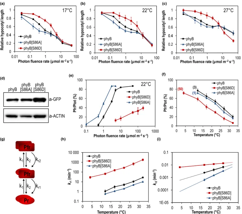 Fig. 2 phyB S86 phosphorylation modulates red light sensitivity of Arabidopsis thaliana by altering concentrations of the far-red light-absorbing form (Pfr) of phytochrome B in light