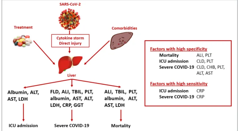FIGURE 2 | Summary of findings. ALI, acute liver injury; ALT, alanine aminotransferase; AST, aspartate aminotransferase; COVID-19, coronavirus disease 2019; CRP, C-reactive protein; FLD, fatty liver disease; GGT, gamma-glutamyl transferase; ICU, intensive 