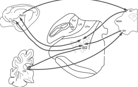 Fig. 11. Connections of the tecto-thalamo-cortico-basal ganglia circuitry. Connections within the tectal visual system are marked with dark arrows