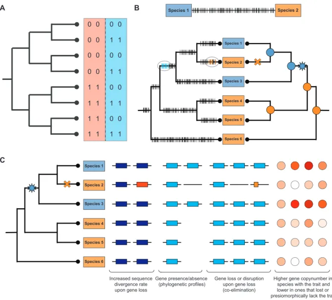 Figure 2. Basic principles of finding associations in genomics data. (A) A simple example illustrating the need of considering the phylogeny in comparative analyses of genomic data