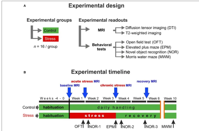 FIGURE 1 | Experimental design and the timeline of the procedures. (A) In this study, two groups of young adult male Sprague–Dawley rats were used (n = 16 controls and n = 16 stressed animals)