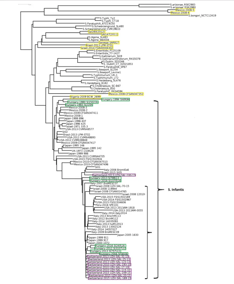 FIGURE 1 | Whole genome tree of all selected Salmonella strains including nine Hungarian and 67 global S