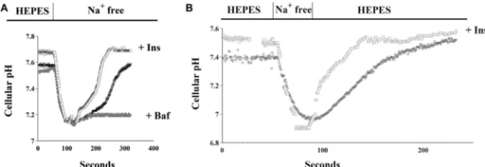 Fig. 2D shows that physiological concentrations of insulin stimulated NHE3 activity in mouse PTs, and that this insulin-stimulated NHE3 activity was not affected by Baf