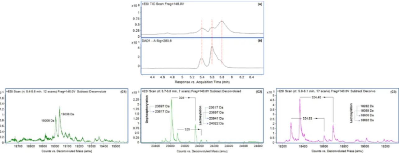 Figure 5. Results of liquid chromatography-mass spectrometry; (A) UV chromatogram of proteins in  concentrated milk, (B) total ion chromatogram of proteins in concentrated milk, (C) deconvoluted  mass spectra of different proteins, peaks appear at retentio