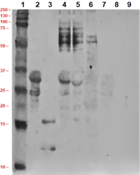 Figure 10. Immunoblot of ultra-heat-treated skimmed milk, milk with concentrated proteins and milk  with concentrated proteins after enzyme treatment; lane 1: marker protein, lane 2: standard casein,  lane 3: standard α-lactalbumin and β-lactoglobulin, lan