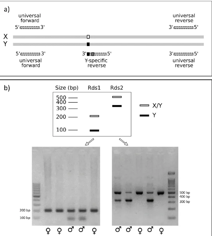 Figure S1. Molecular sexing with SNP-specific PCR primers designed for Rds1 and Rds2. a) X/Y- X/Y-universal primers bind to both sex chromosomes, while the Y-specific primer (can be either forward  or reverse) binds only to chromosome Y, because its bindin