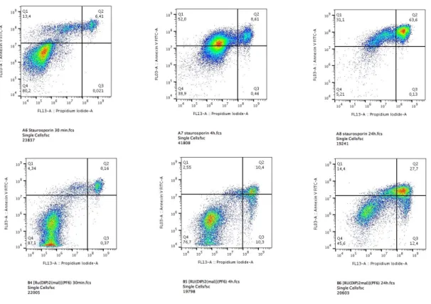 Figure 4. Annexin V and PI staining in HeLa cells treated with [Ru(DIP) 2 (mal)](PF 6 )  (10  μM)  and  staurosporine  (1  μM)  at  different  time  points