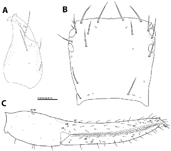 Figure 1. Chthonius submontanus (HNHM Pseud-1882). A: right chelicera, male, dorsal view; 