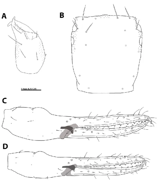 Figure 2. Ephippiochthonius romanicus (HNHM Pseud-1896). A: right chelicera, female dorsal view; B: carapace, female,  dorsal view; C: right chela, female, lateral view; D: right chela, male, lateral view