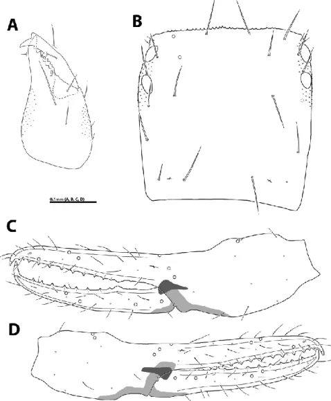 Figure 3. Occidenchthonius parmensis (HNHM Pseud-1895, HNHM Pseud-1897). A: right chelicera, female, dorsal view; B: 