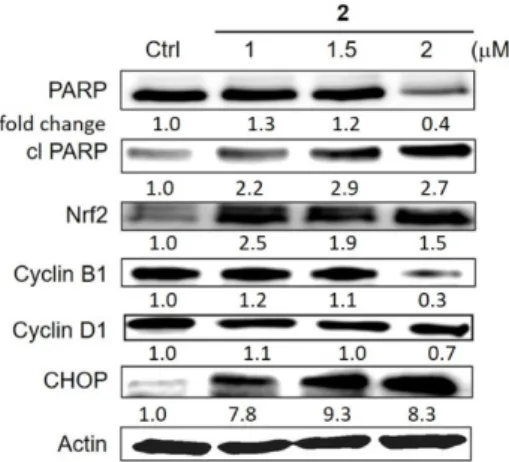 Figure 9. Western blot analysis of various proteins involved in apoptosis (PARP and cleaved PARP),  cell cycle (cyclins B1 and D1), antioxidant defence (Nrf2) and ER stress (UPR) presented as a fold  change in comparison with untreated cells and normalised