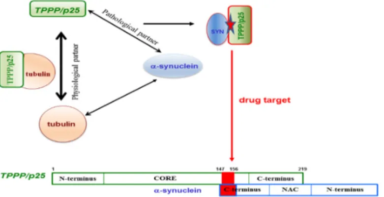 Figure 7. The interface of the pathological TPPP/p25–SYN complex as a specific drug target