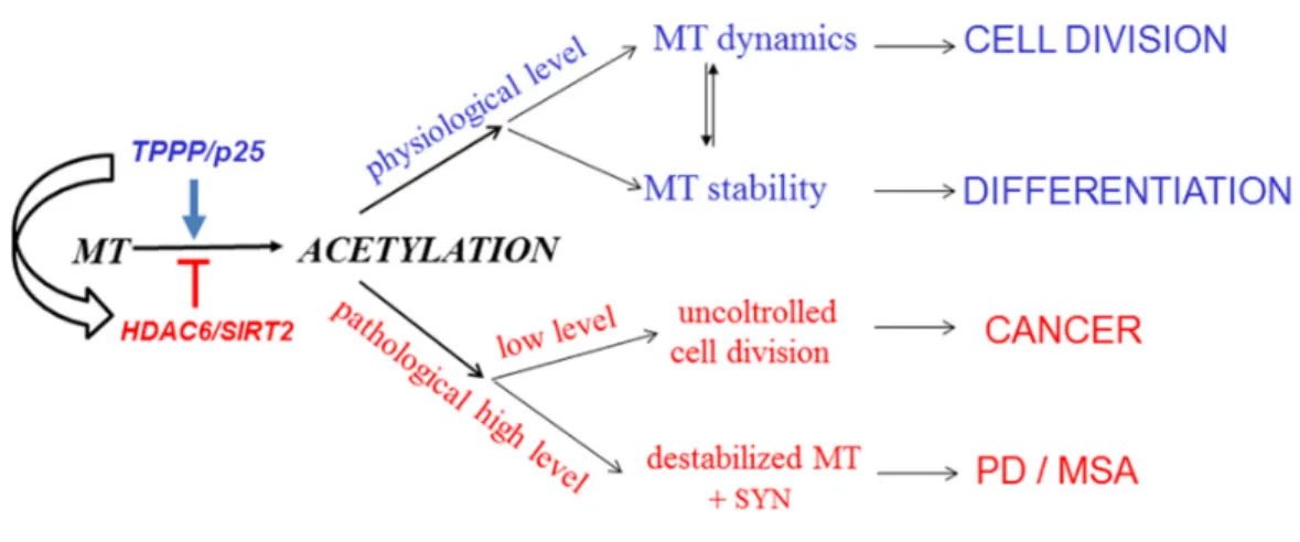 Figure 8. From regulation of microtubule acetylation to potential connection of Parkinson’s disease  (PD) and cancer