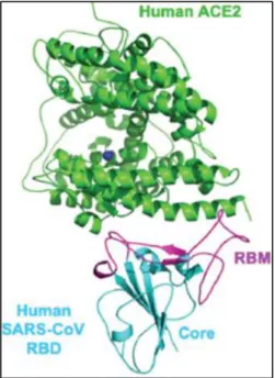Figure  3.  Overall  protein  folds  of  human  SARS-CoV  core  RBD binding domain, cyan), and RBM  (receptor-binding  motif,  magenta)  in  complex  with  human  ACE2  (green) (Source: Wan, Shang, Graham, Baric, &amp; Li, 2020)