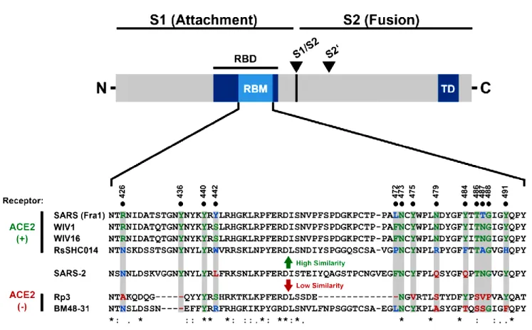 Figure  4.  Alignment  of  the  receptor  binding  motif  (RBM)  of  SARS-S  with  corresponding  sequences  of  bat-associated  betacoronavirus  S1  proteins,  which  reveals  that  SARS-CoV-2  possesses  crucial  amino  acid  residues  for  ACE2  binding