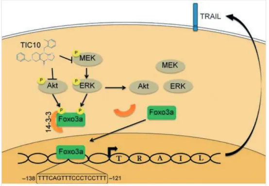 Figure 2. Mechanism of action of ONC201 and ONC212 initiating cell death 