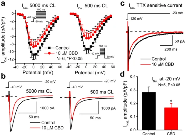 Figure 5.  Effect of CBD after 3–5 min acute superfusion of the drug without washout on L-type calcium  (I CaL )  and on the late sodium  (I NaL ) currents in rabbit left ventricular myocytes at 37 °C