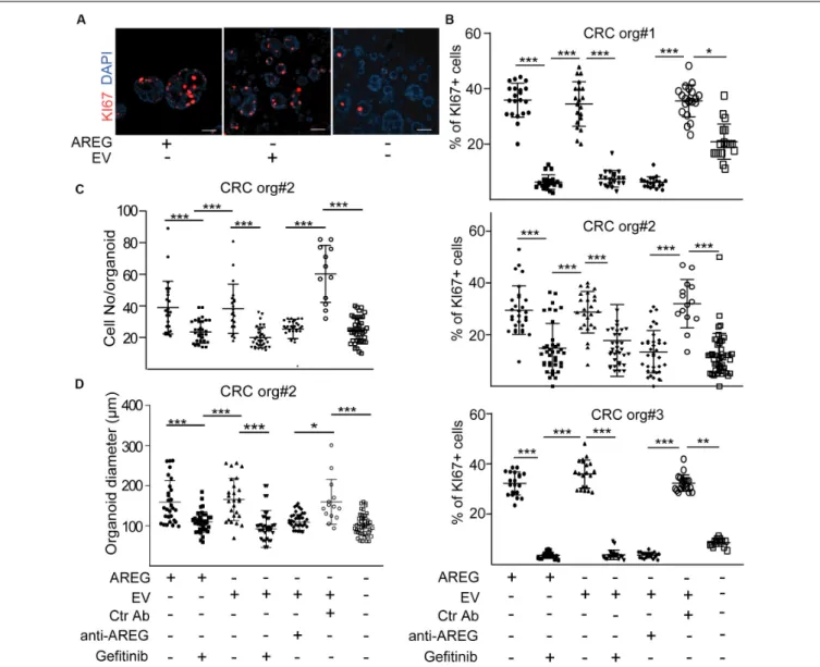 FIGURE 4 | NCF-derived EVs induce the proliferation of CRC organoid cells via carrying AREG