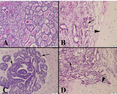 Table 1. IGF-I and IGF-II expression scores of the mammary tissue and benign and malignant mammary tumours with pathological