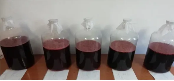 Figure 1. Fermenting vinasse  3.2. Methods of cherry wine making 
