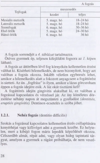 4. táblázat. A fogzás sorrendje emberben