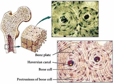 Figure 19. Bone structure of the femur. The bones consist of osteons,  which themselves consist of bone plates organized into concentric  circles around the Haversian canals, among them are a large number  of bone cells, the lamellae of which produce type 