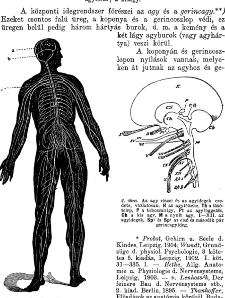 7. ábra. Az ember idegrendszere.  a  a nagy agy,  b  a kis agy, c a gerincagy, melybe az érző,  és melyből  a  mozgató idegek vonulnak