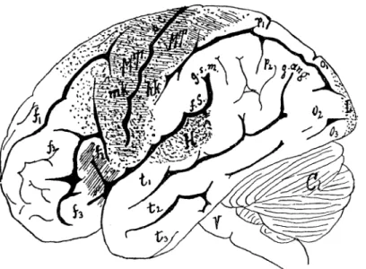 3. ábra.  A nagy agy bal féltekéjének felülete a fontosabb barázd4kkal ős tekervényekkel
