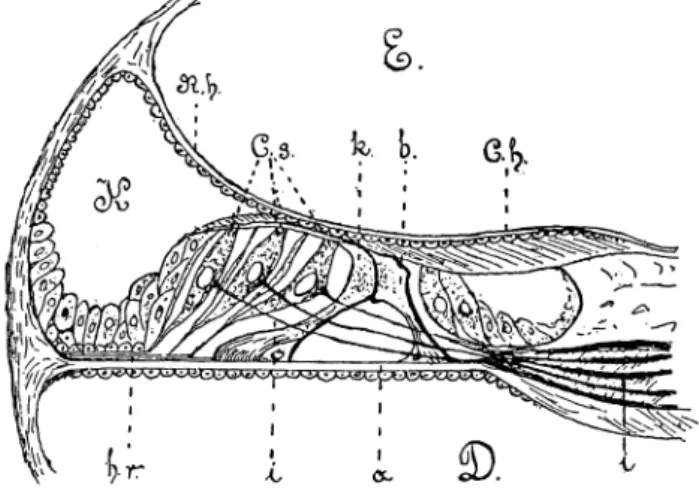 16. ábra.  A  Corti-féle szerv szervezete (félvázlatosan, erősen nagyítva). E a csiga elő7sarnoki,