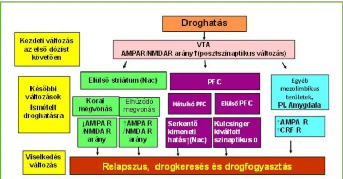 4. ábra  Drog indukált neuroplaszticitás változás az agy jutalmazó rendszerében 