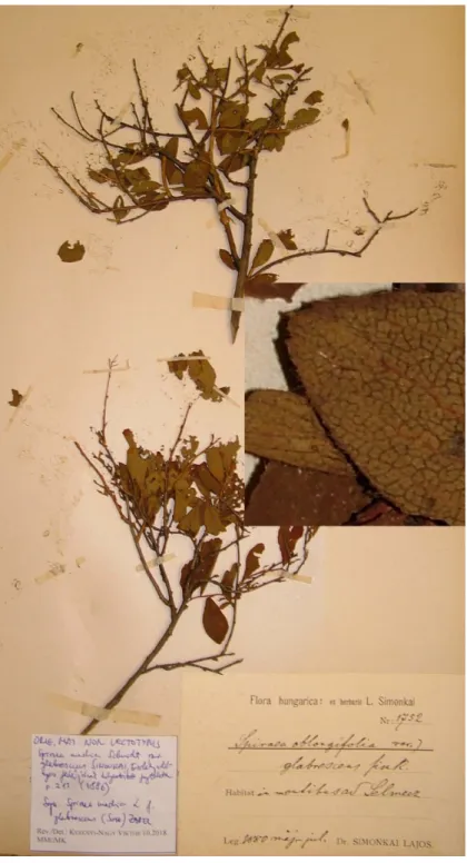 fig. 1. Original mat. non lectotypus: Spiraea media f. glabrescens (S IMONK .)  Z ABEL