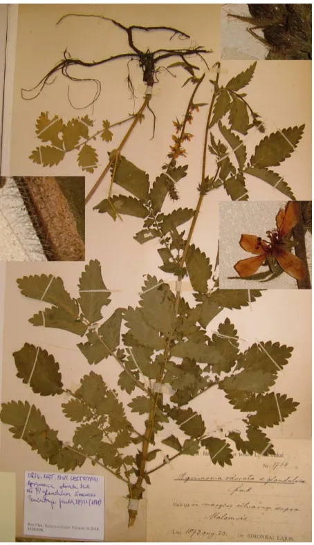 fig. 3. Orig. mat. non lectotypus: Agrimonia odorata M ILL . var. glandulosa  S IMKOVICS