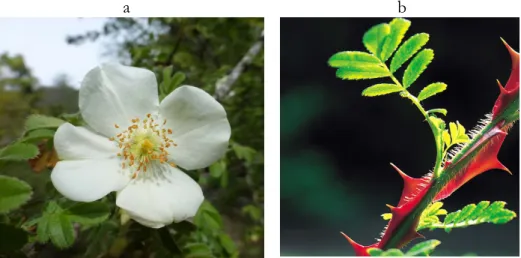 3. ábra Rosa sericea virága (a.) és tüskés ága (b.) (Wikipedia) 