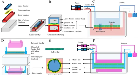 Fig. 1. (A, B, and C) KOC design using a porous membrane located between two chambers