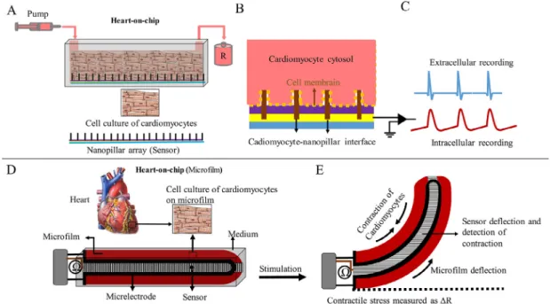 Fig. 4. Two types of HOC models to measure the contractile behavior of cardiomyocytes