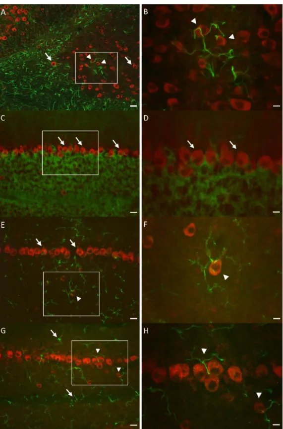 Fig. 2. Investigating the distribution of  KAT-2 + cells  in  the  mouse  cerebellum  with fluorescent immunohistochemistry  using  glial  markers