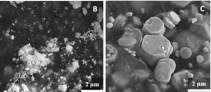 Fig. 3. SEM micrographs of neat BC membrane (A) and BC-ZnO-MWCNT hybrid  membranes prepared by impregnation technique (IMP 50 - B) and solvothermal method 