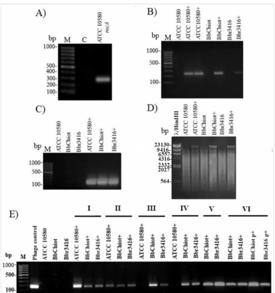 Figure 5. Confirmation of phage DNA presence in genomic DNA of bacterial strains ATCC 10580, BbChiot and Bbr3416 upon infection: (A) Quality control of bacterial DNA with Bbr-recA primers; (B) Infection confirmation with specific primers Bbr-R and Bbr-F (p