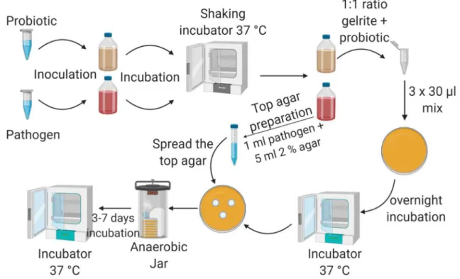 Fig. 1    The workflow of the experiments. The cultures were inocu- inocu-lated a day prior application (except Pr