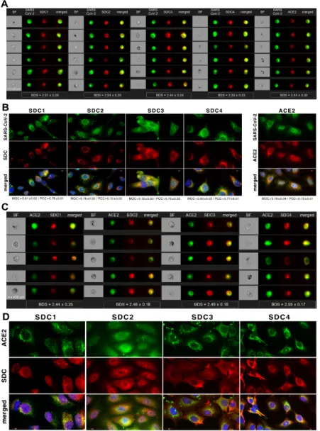 Figure 5. SARS-CoV-2 colocalizes with both SDCs and ACE2 during its uptake in A549 cells