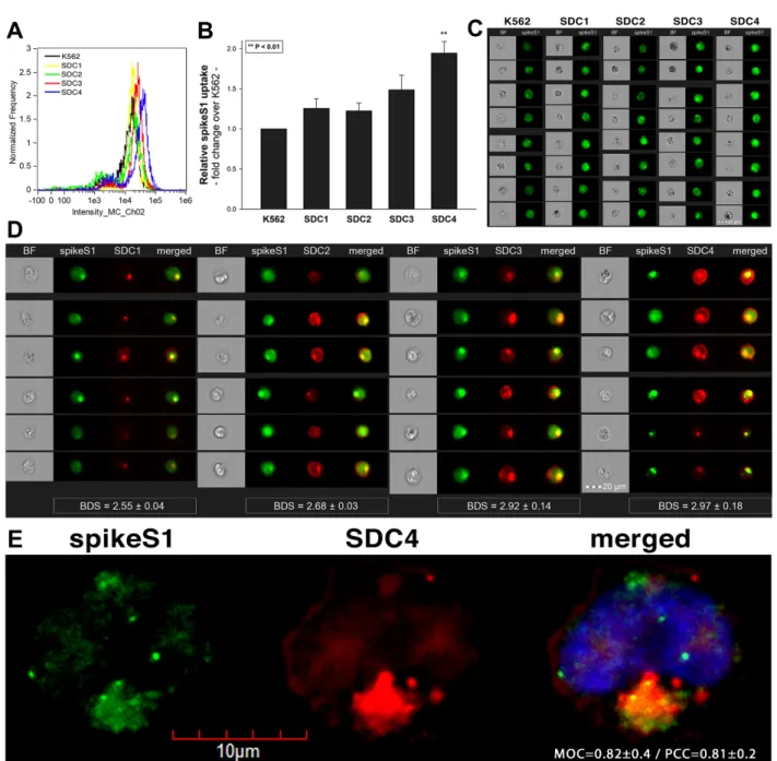 Figure 6. Cellular uptake of spikeS1 into SDC transfectants. WT K562 cells and SDC transfectants were incubated with  spikeS1 for 18 h at 37 °C