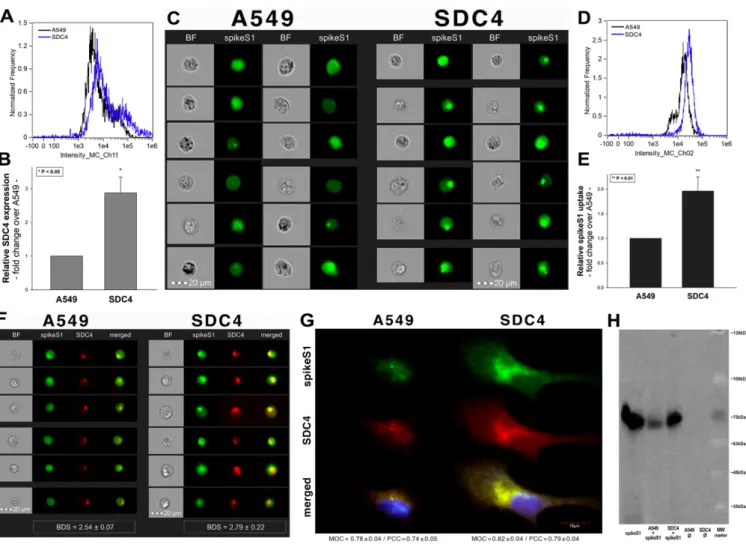 Figure 8. SDC4 overexpression increases spikeS1 uptake in A549 cells. WT A549 cells and SDC4 transfectants (created in A549  cells) were incubated with recombinant spikeS1 for 18 h at 37 °C