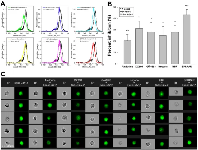 Figure 9. Effects of ACE2 or SDC4 inhibition on SARS-CoV-2 uptake in A549 cells. (A) Cellular images of SARS-CoV-2- SARS-CoV-2-treated WT A549 cells preincubated with or without either of the inhibitors: amiloride, DX600, Gö 6983, heparin, HBP and  SPRRAR