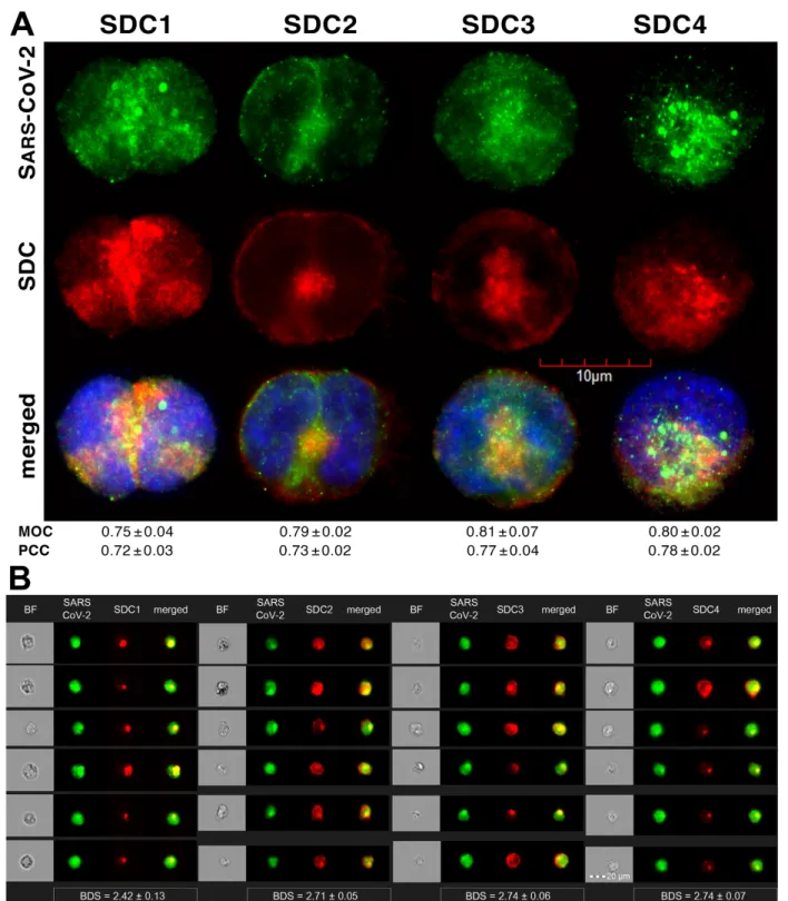 Figure 2. SARS-CoV-2 colocalizes with SDCs during cellular entry. WT K562 cells and SDC transfectants were incubated  with heat-inactivated SARS-CoV-2 (at 1 MOI) for 18 h at 37 °C