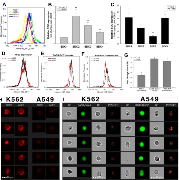 Figure 4. The difference of SARS-CoV-2 internalization in A549 and K562 cells. WT A549 and K562 cells were incubated  with heat-inactivated SARS-CoV-2 (at 1 MOI) for 18 h at 37 °C