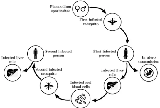 Fig.  1. Malaria transmission  cycle. 