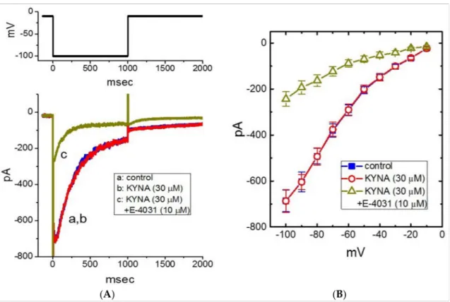 Figure 7. Lack of kynurenic acid (KYNA, 4-hydroxyquinoline-2-carboxylic acid) effect of erg-mediated K + current (I K(erg) ).