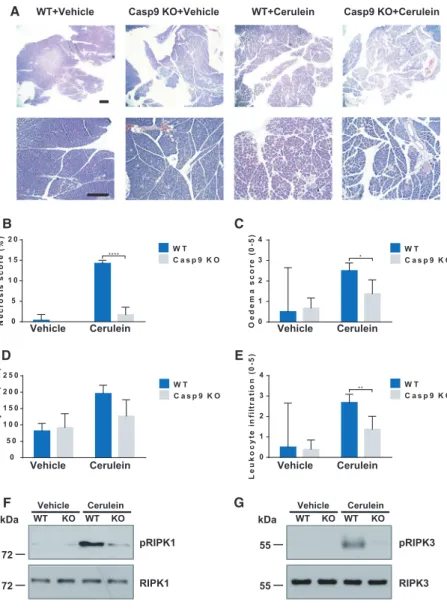 Fig. 7. Knockout of caspase-9 in pancreatic acinar cells decreases the severity of cerulein-induced AP