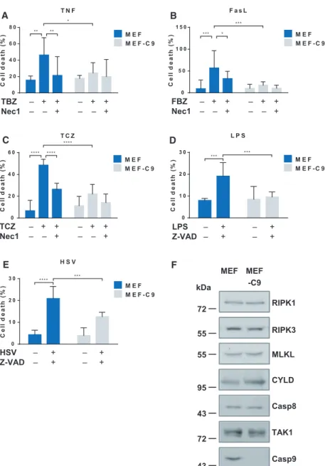 Fig. 3. Caspase-9 regulates death- and PRR-mediated necroptosis in MEF cells. (A) MEF and their caspase-9-deficient counterpart (MEF-C9) were pretreated with 10 l M Z-VAD, 40 l M Nec-1, and 1 l M BV6 for 1 h and activated with 20 ng  mL 1 human TNF- a or (